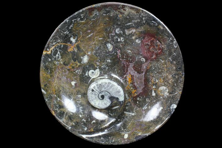 Goniatite Fossil Dish (Stoneware) #77676